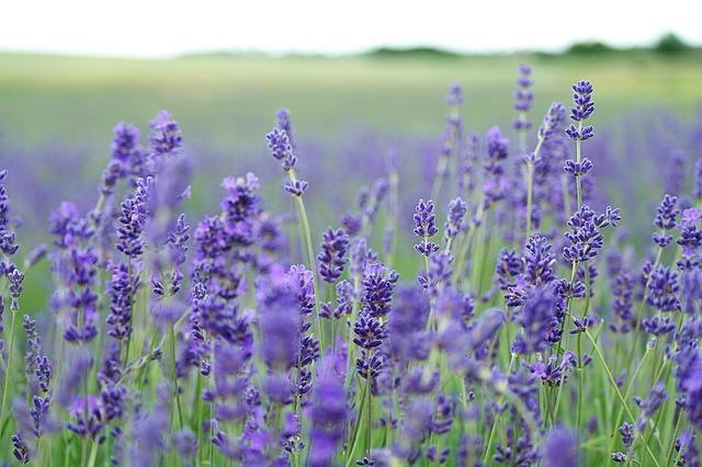Flower of the month: lavender  Miel Factory