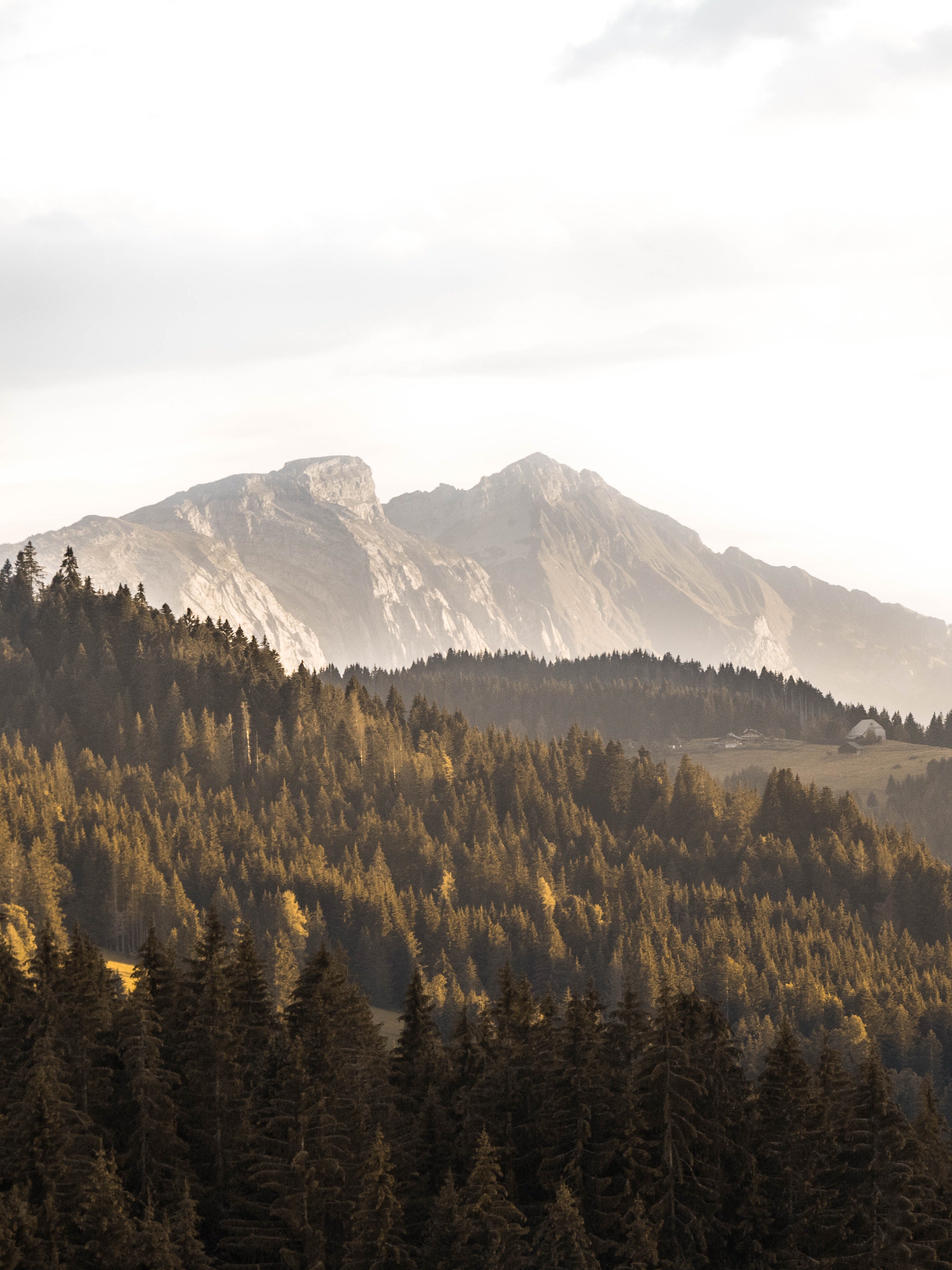 miel de caractère montagne
