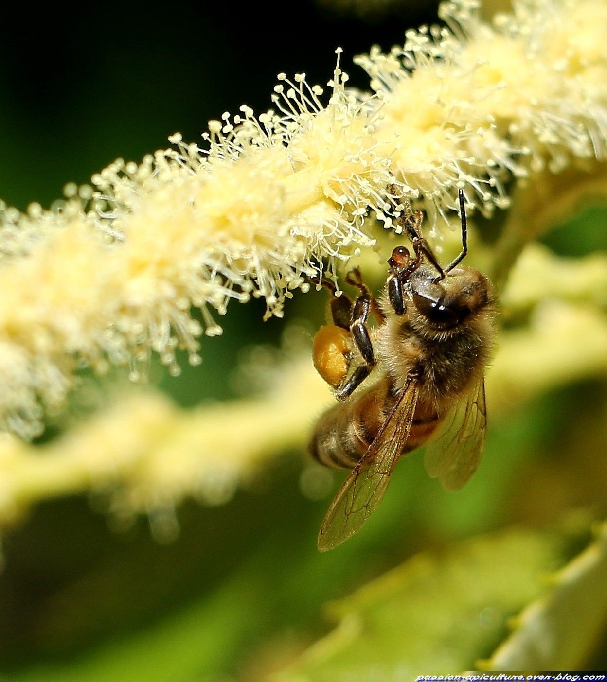 abeille sur fleur de chataignier