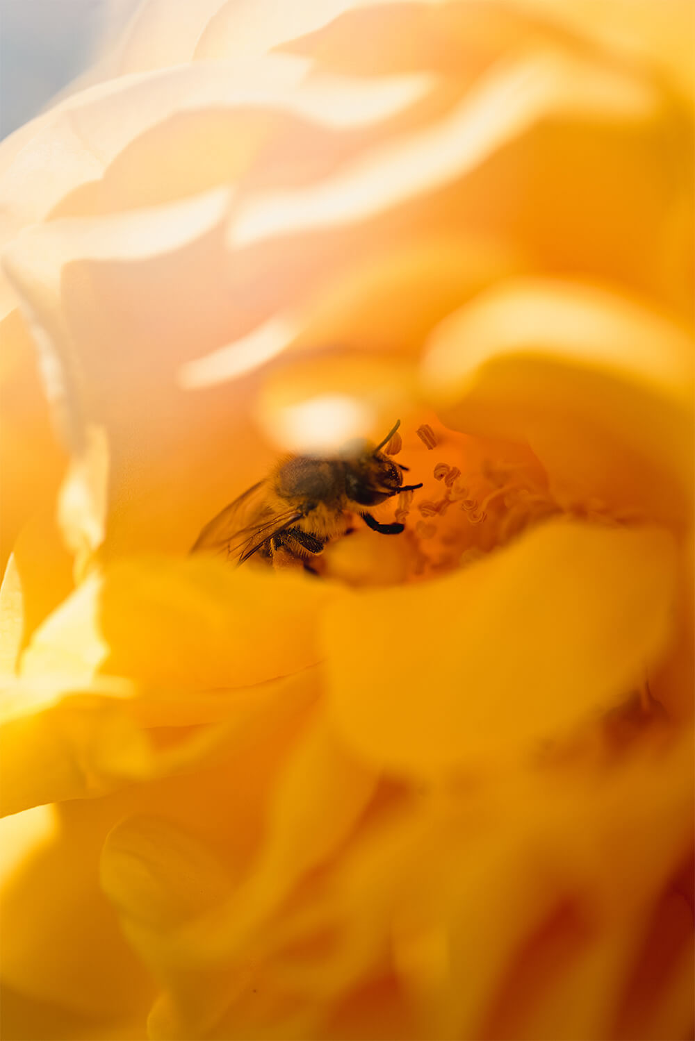 abeille qui butine