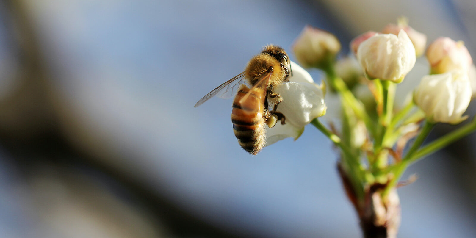 abeille qui butine fleur
