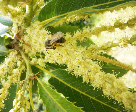 abeille qui butine pollen de chaitaignier