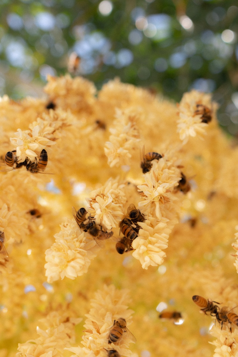 abeille