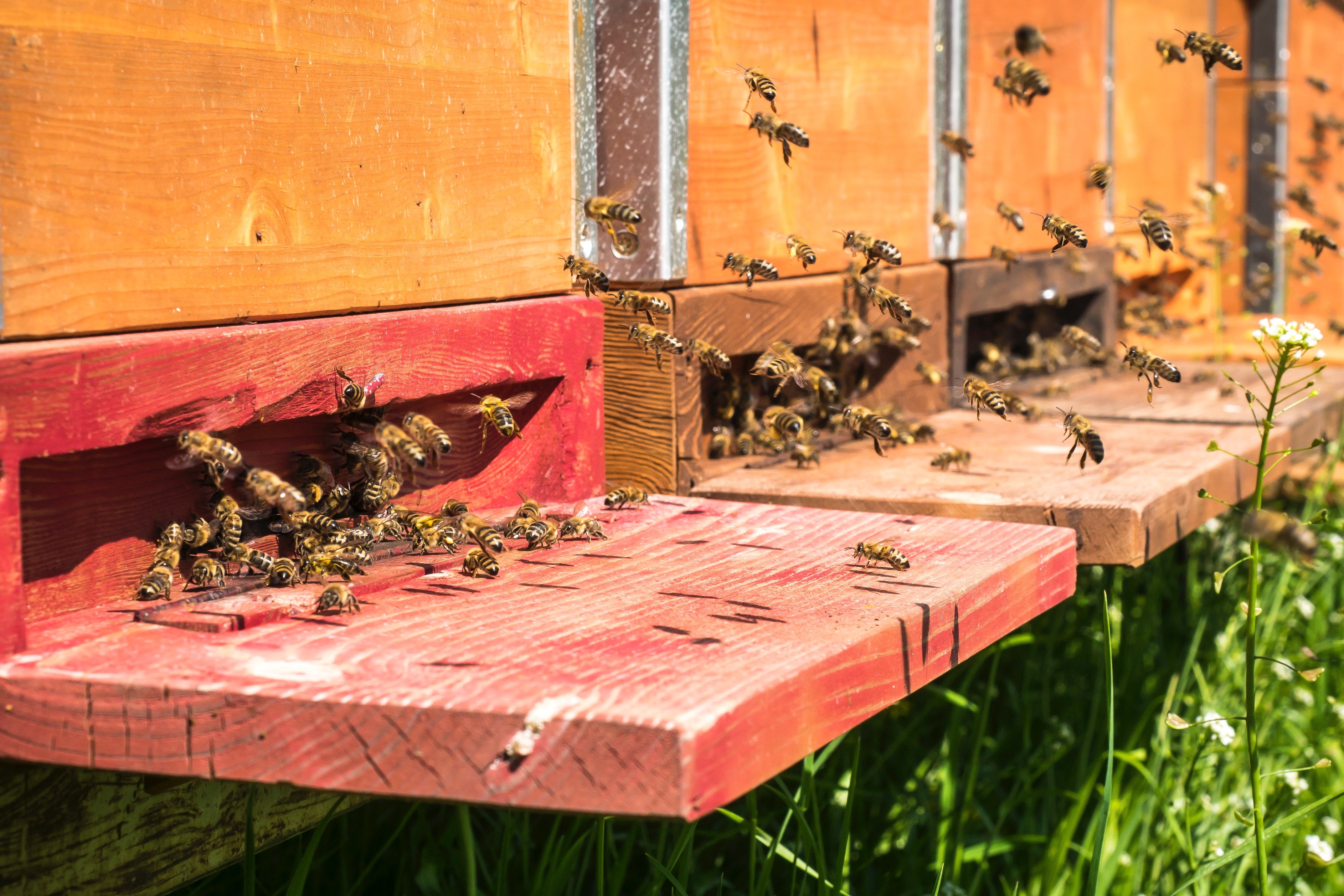 abeilles ruches