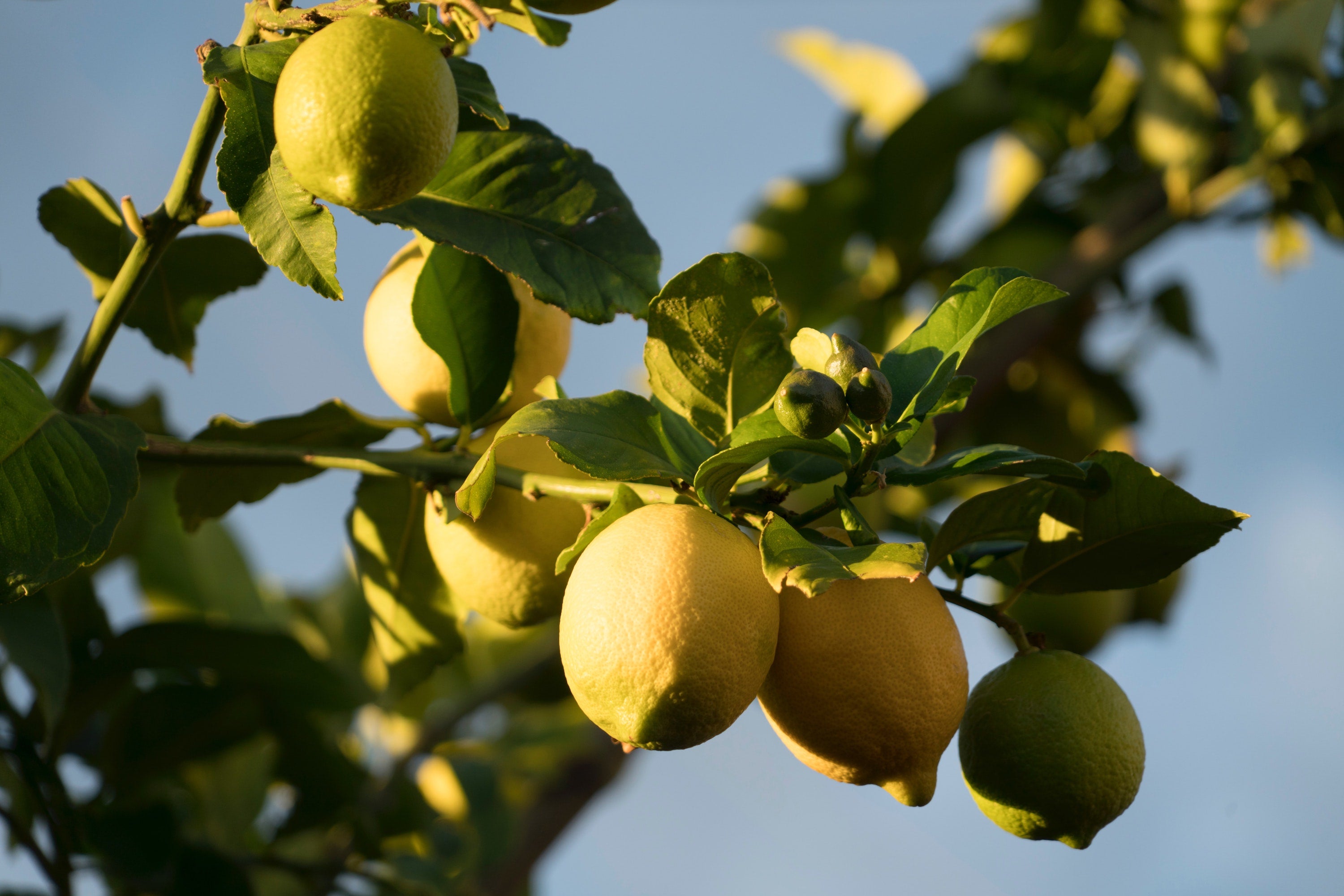 arbre citronnier