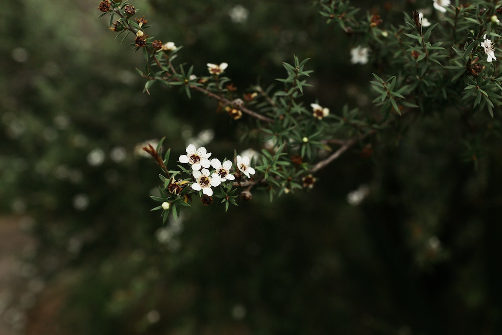 fleur de manuka