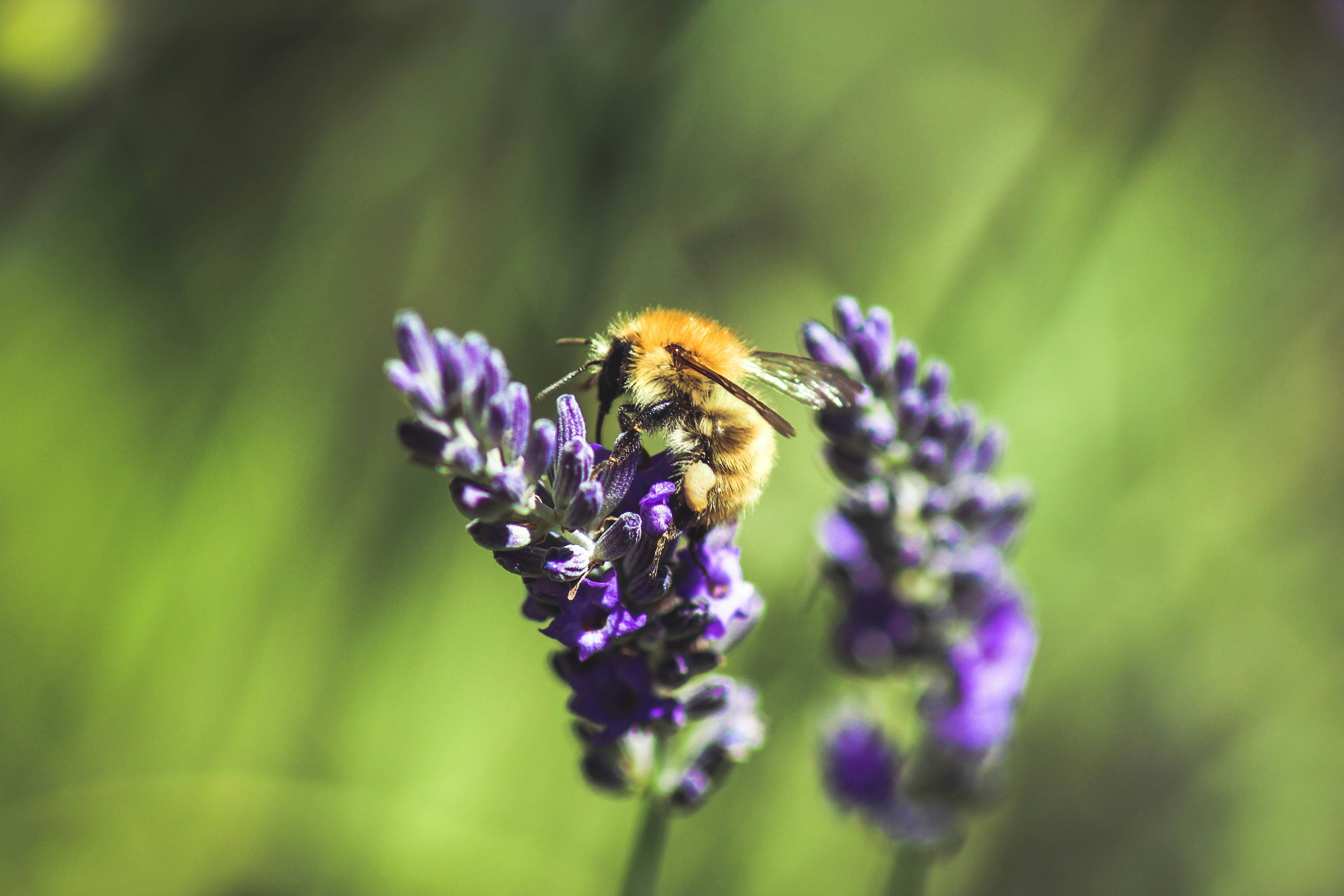 abeille sur une fleurs
