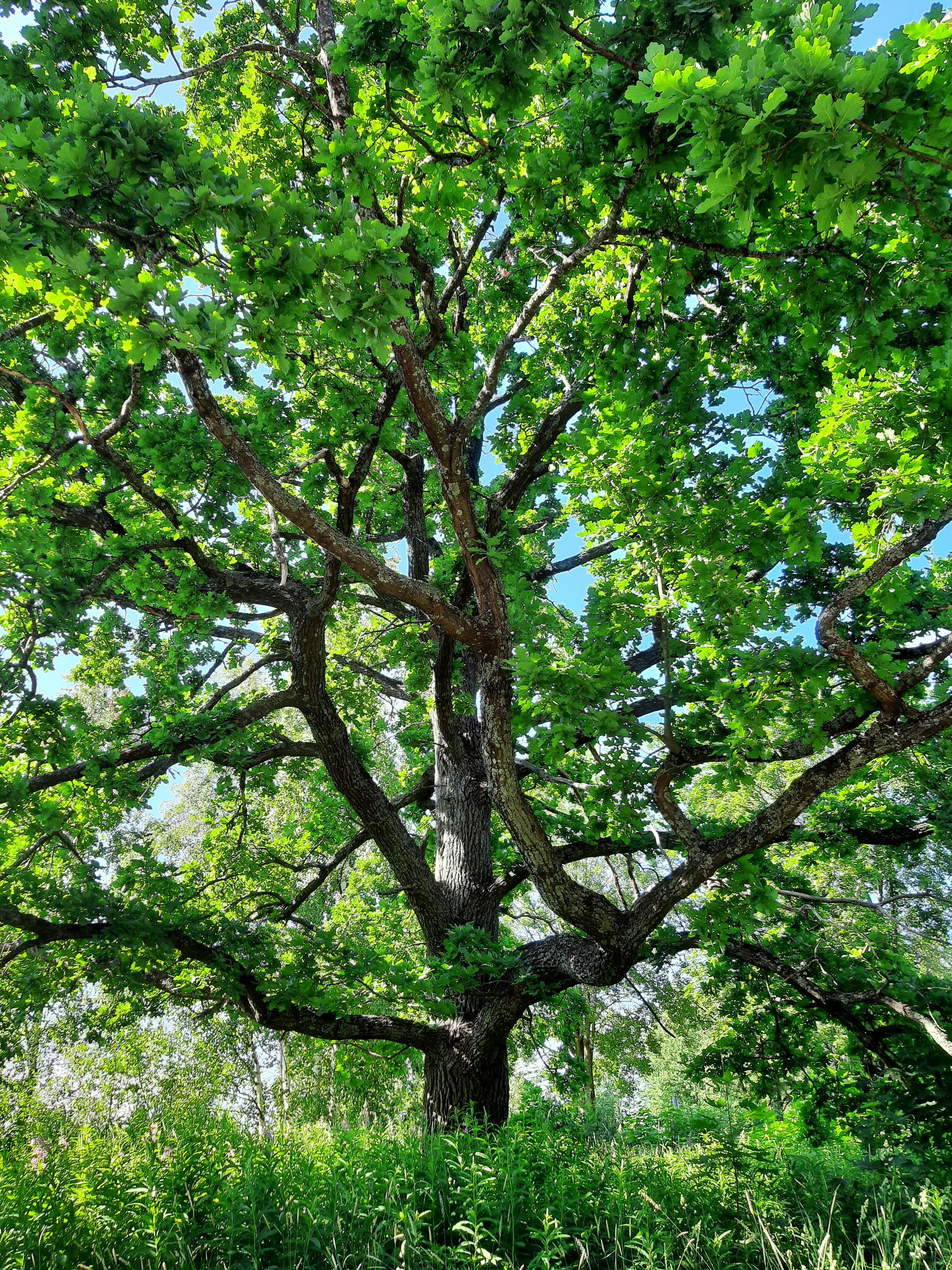 arbre chêne
