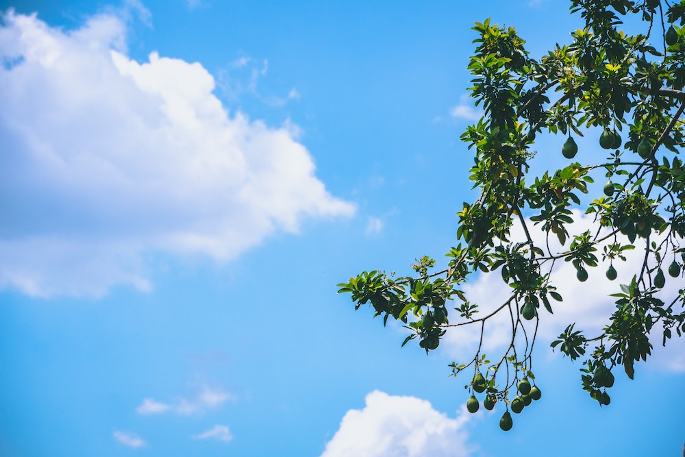 avocatier ciel bleu