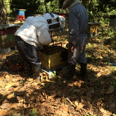 apiculteur