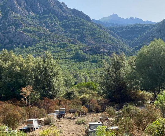 Les miels de Corse AOP, un gage de qualité