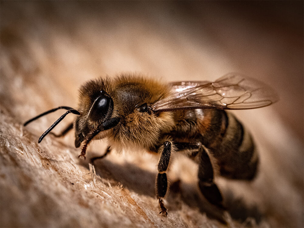 Abeille