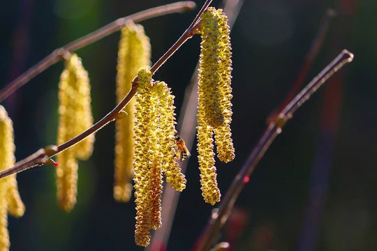 Abeille sur les chatons du noisetier