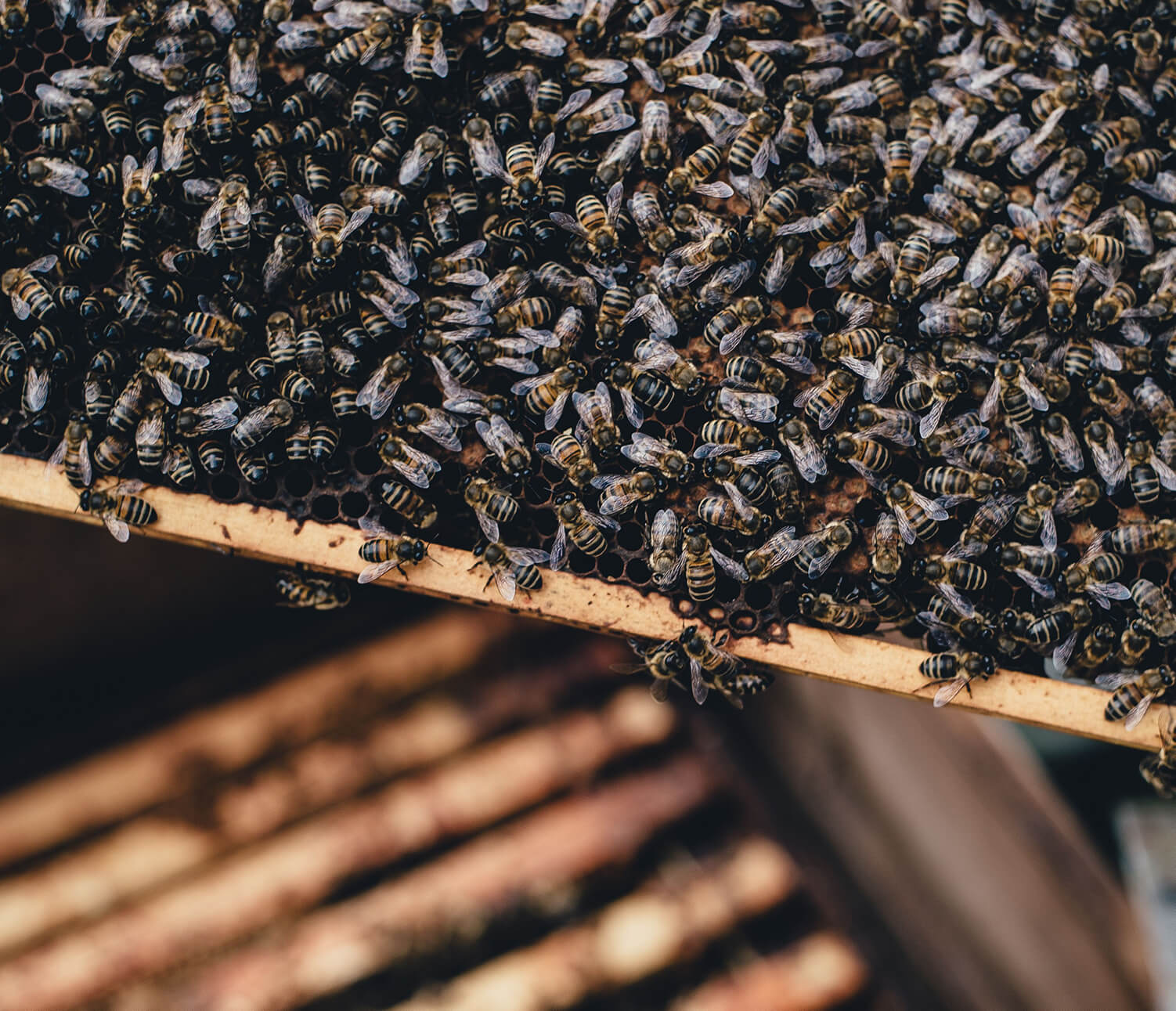 abeilles