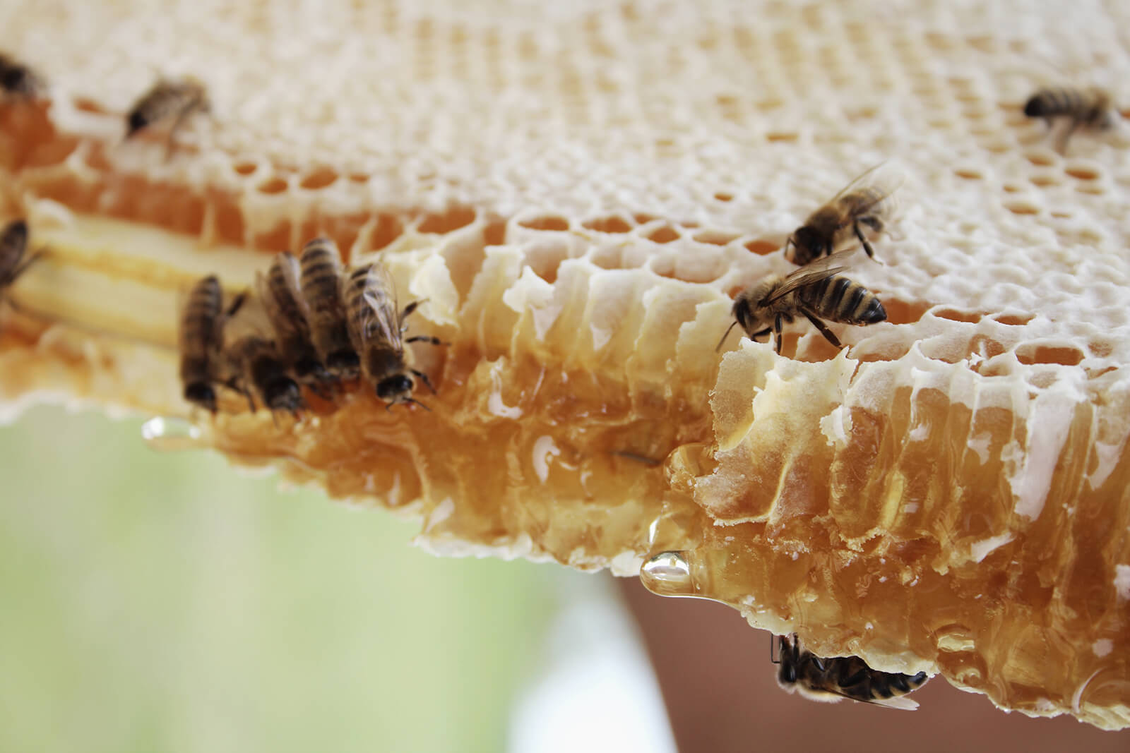 Abeilles sur un cadre