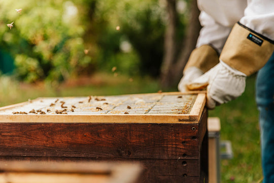 Abeille sur une ruche