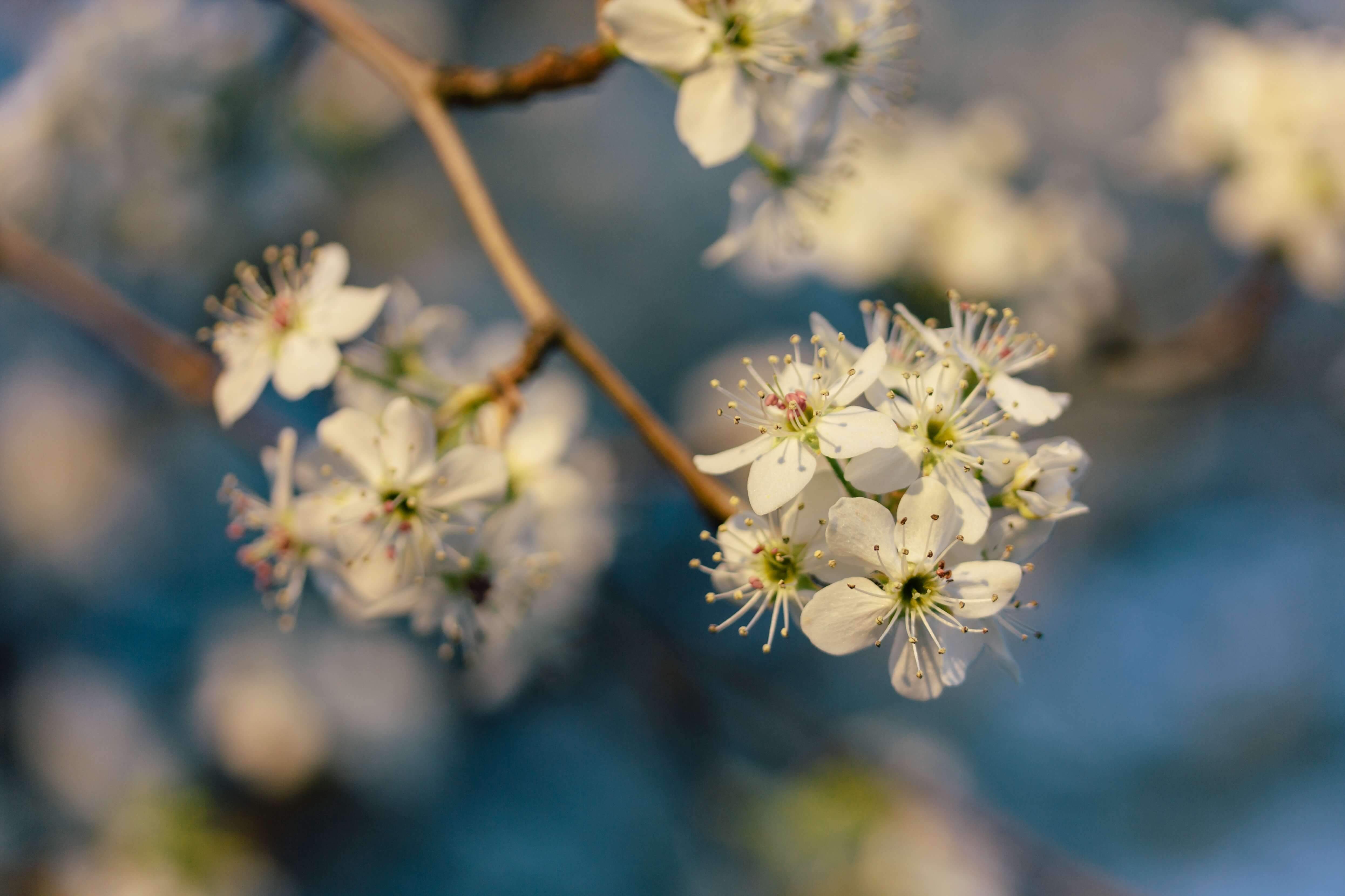 Amandier en fleurs 