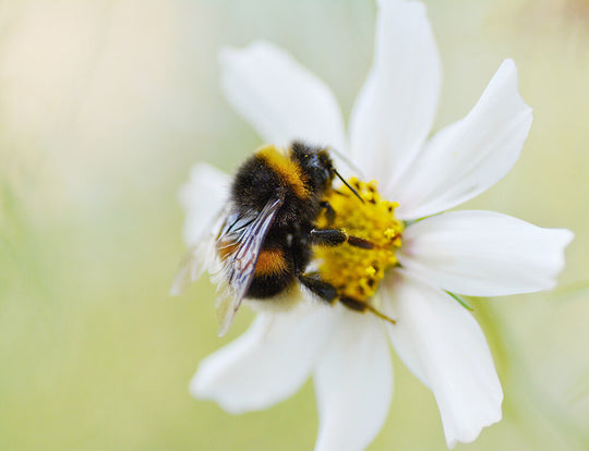 Les insectes pollinisateurs