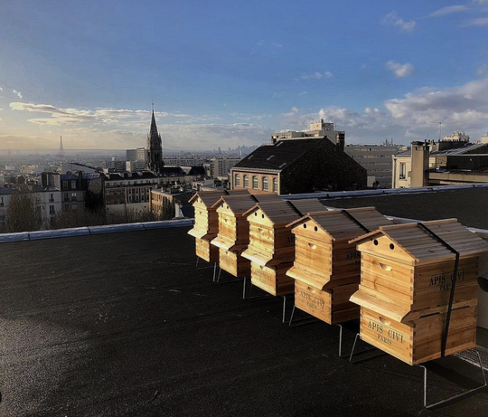 Happyculteur : l'apiculture en ville