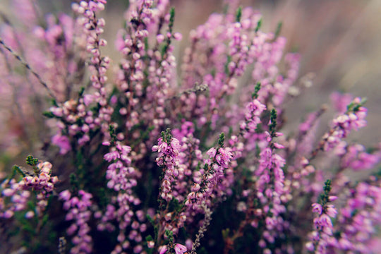 Erica Arborea