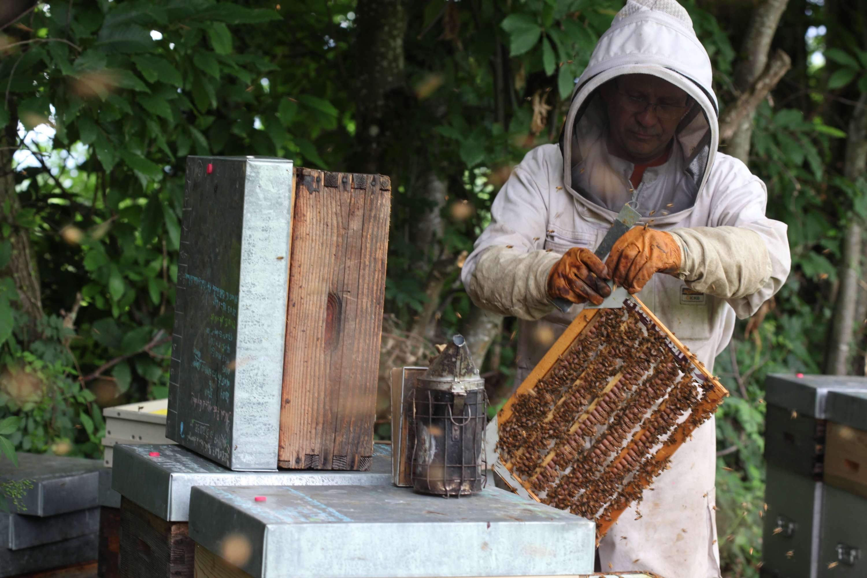 la fabrication de la gelée royale