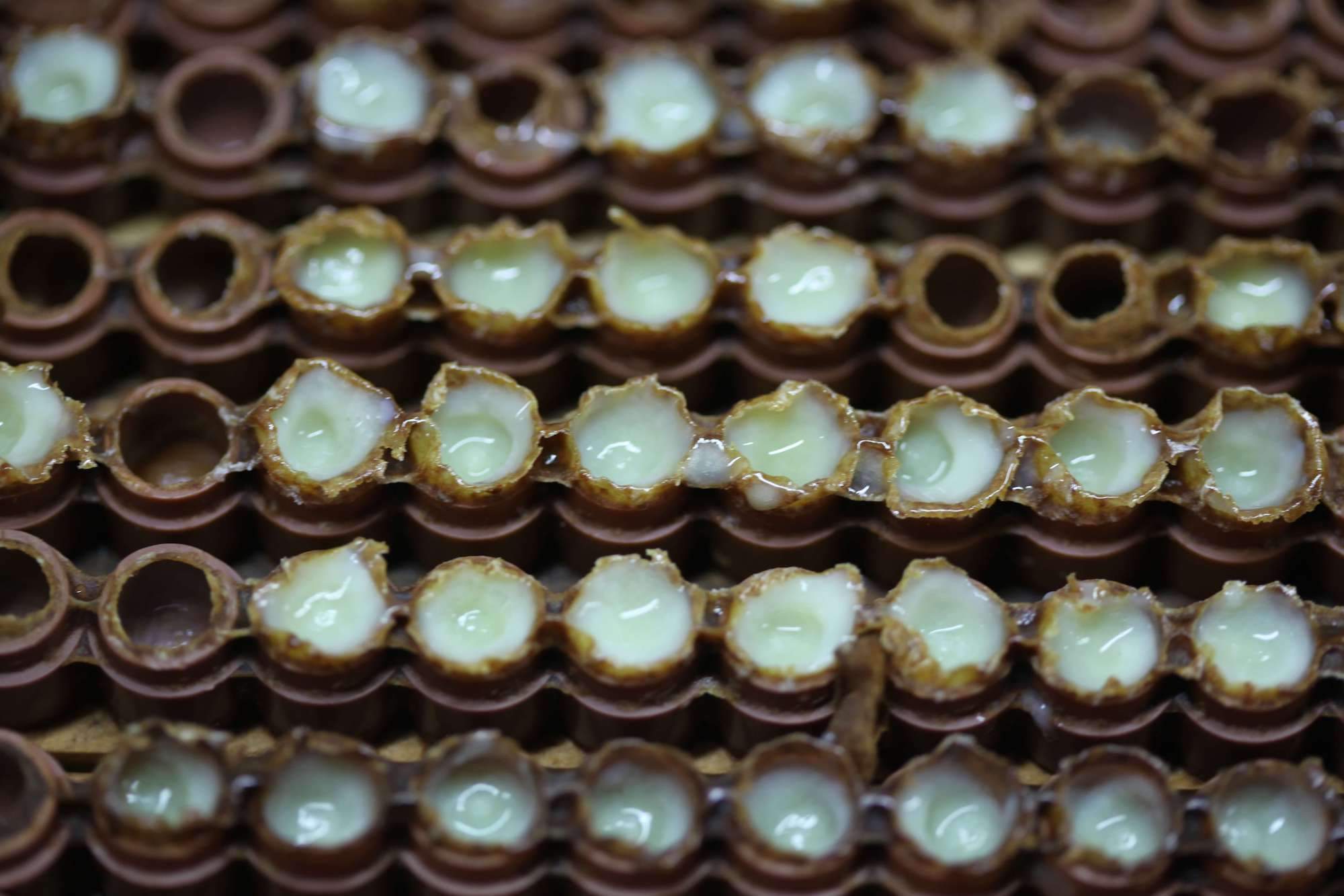 Fabrication de la Gelée Royale