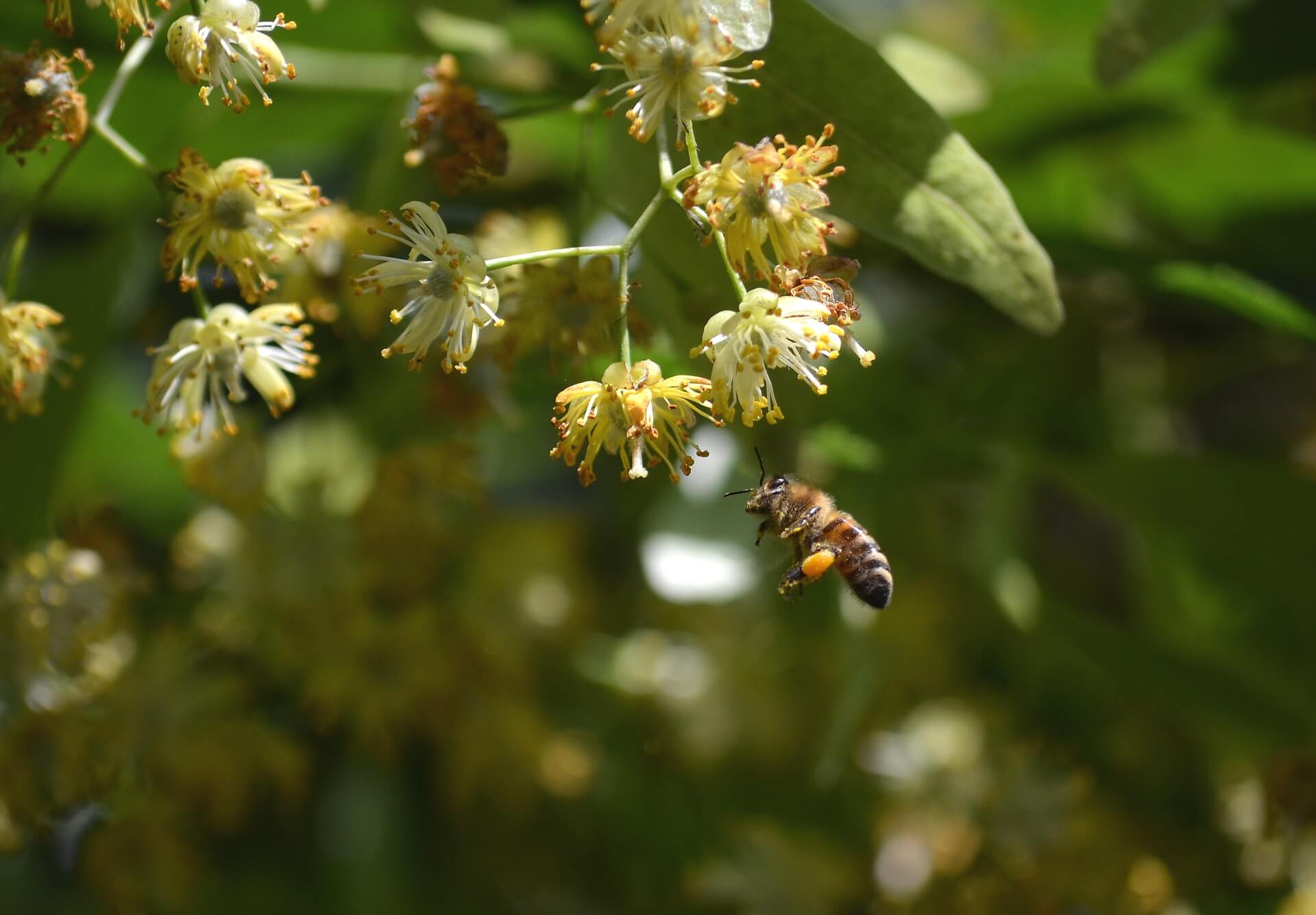 Tilleul et abeille