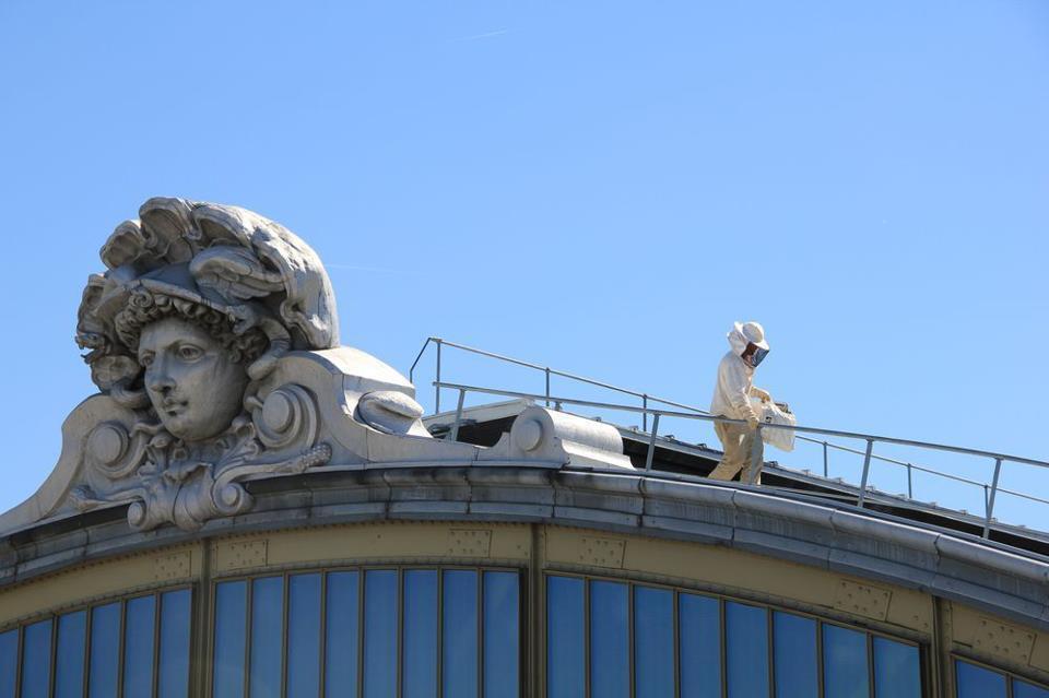 Miel des toits de Paris