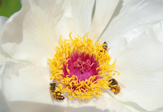 Pollen et abeilles