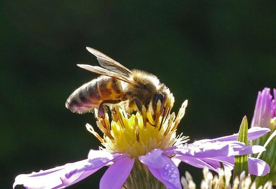 l'abeille indispensable à notre vie