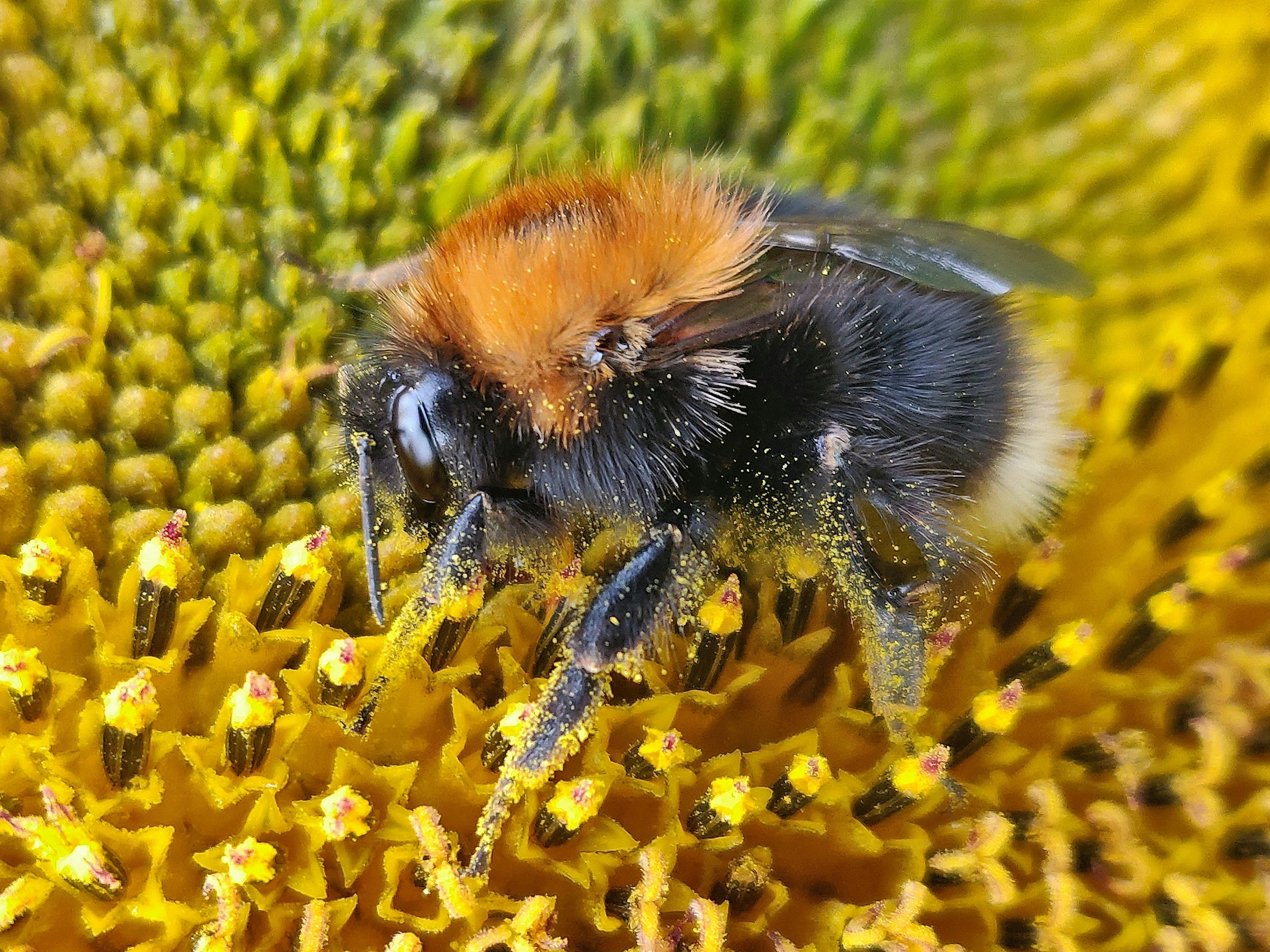 Les plantes mellifères du mois de mai