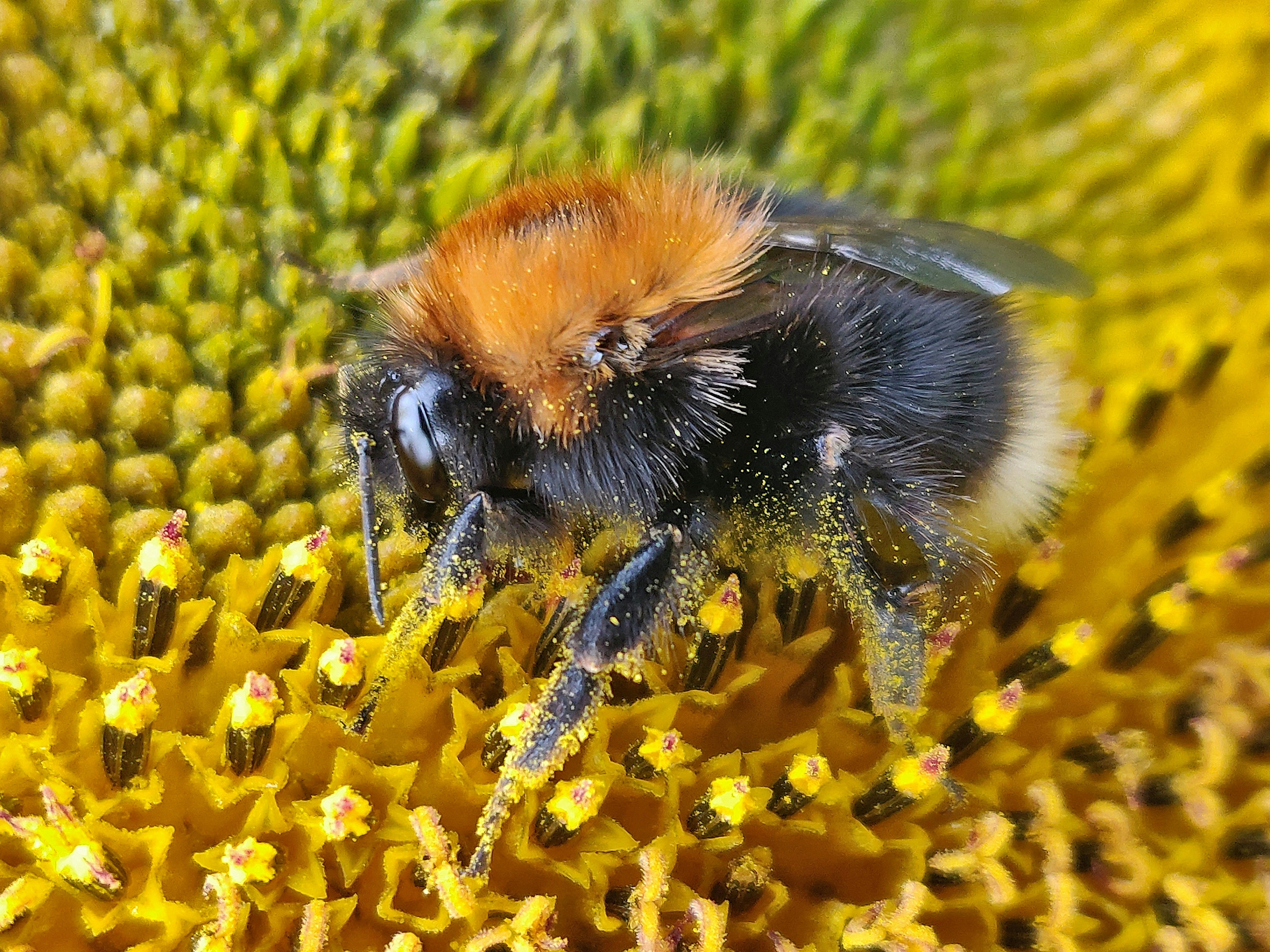 Allergie au pollen : peut-on consommer du pollen d'abeille ?