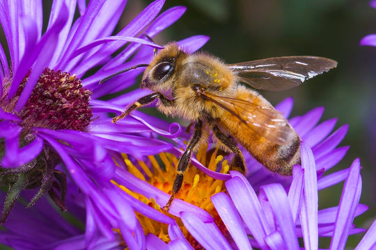 essaim d'abeilles campagne