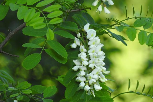 Le miel d'acacia : le miel monofloral le plus consommé en France