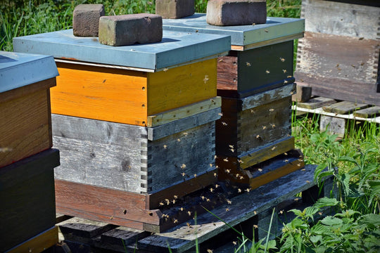 Les différents types de ruches