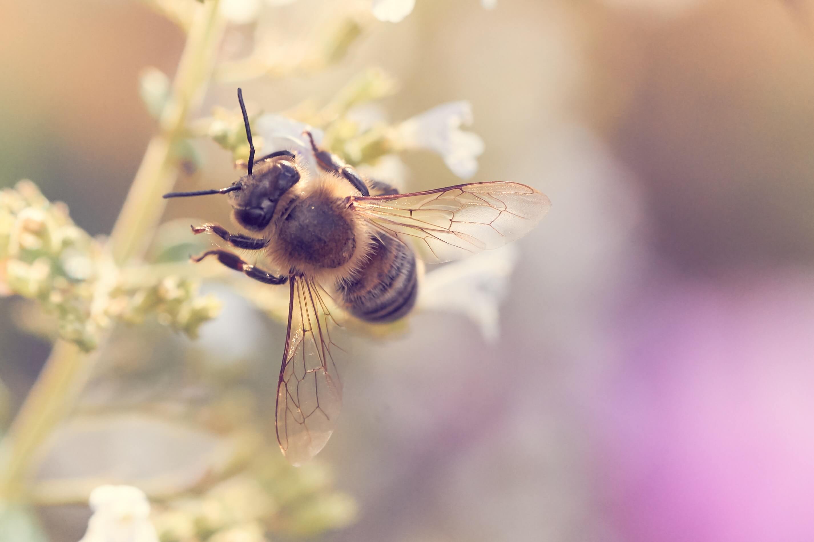 Le sommeil des abeilles