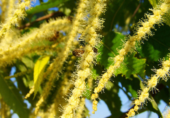 Fleurs de châtaignier