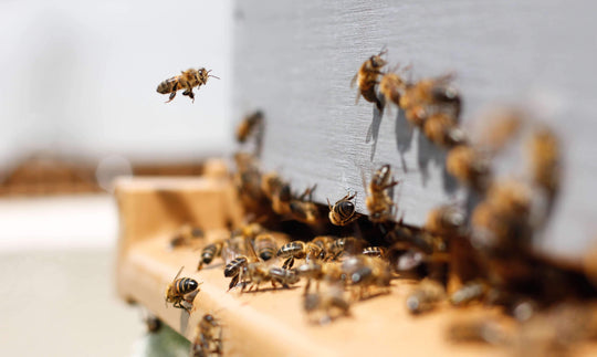 Que font les abeilles en hiver ?