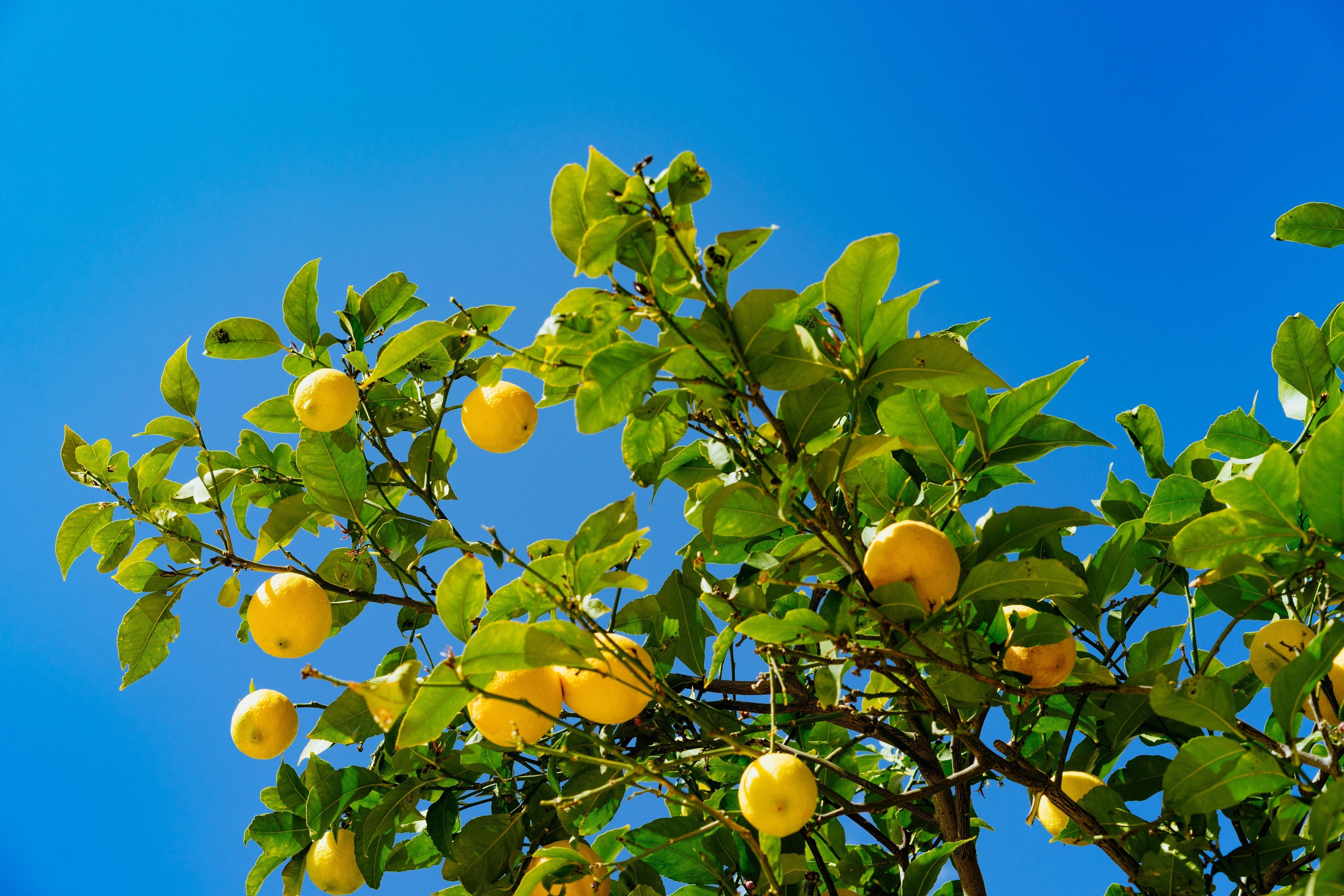 Tout savoir sur le miel de citronnier : un parfum d’agrumes dans votre cuillère