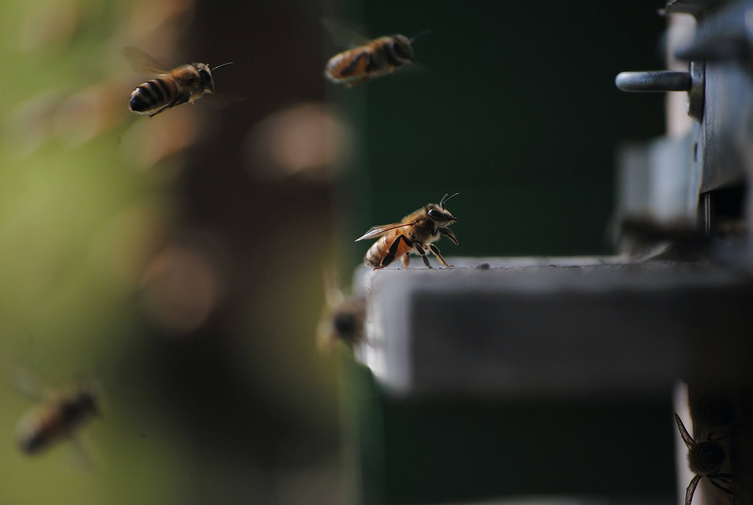 Abeilles