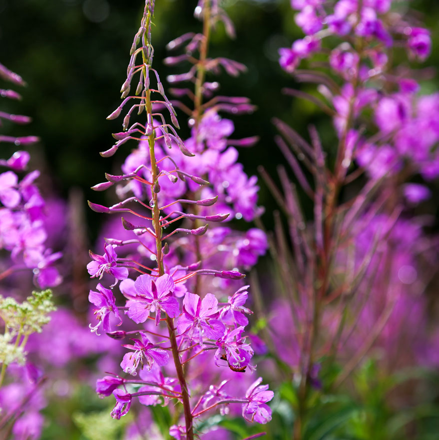 Les plantes méllifères de juillet-août