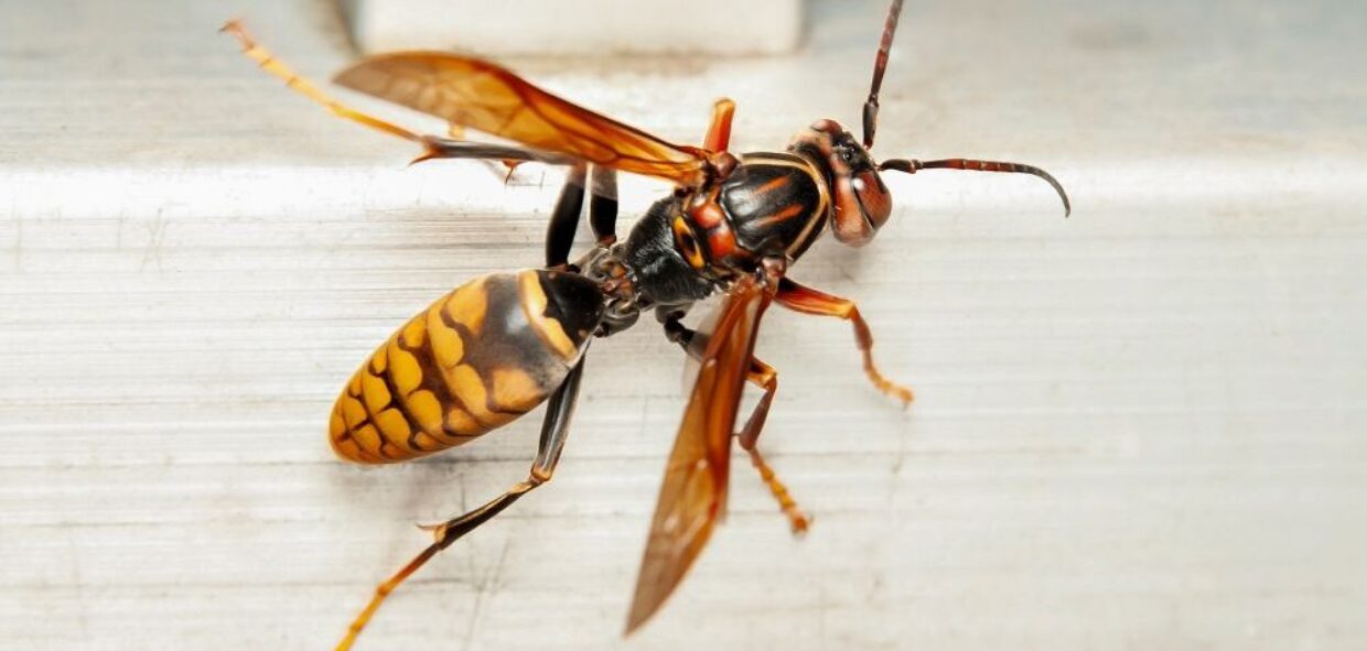 Frelon asiatique : quelles conséquences pour les abeilles et l’environnement ?
