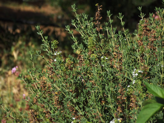 fleurs de thym abeilles qui butinent