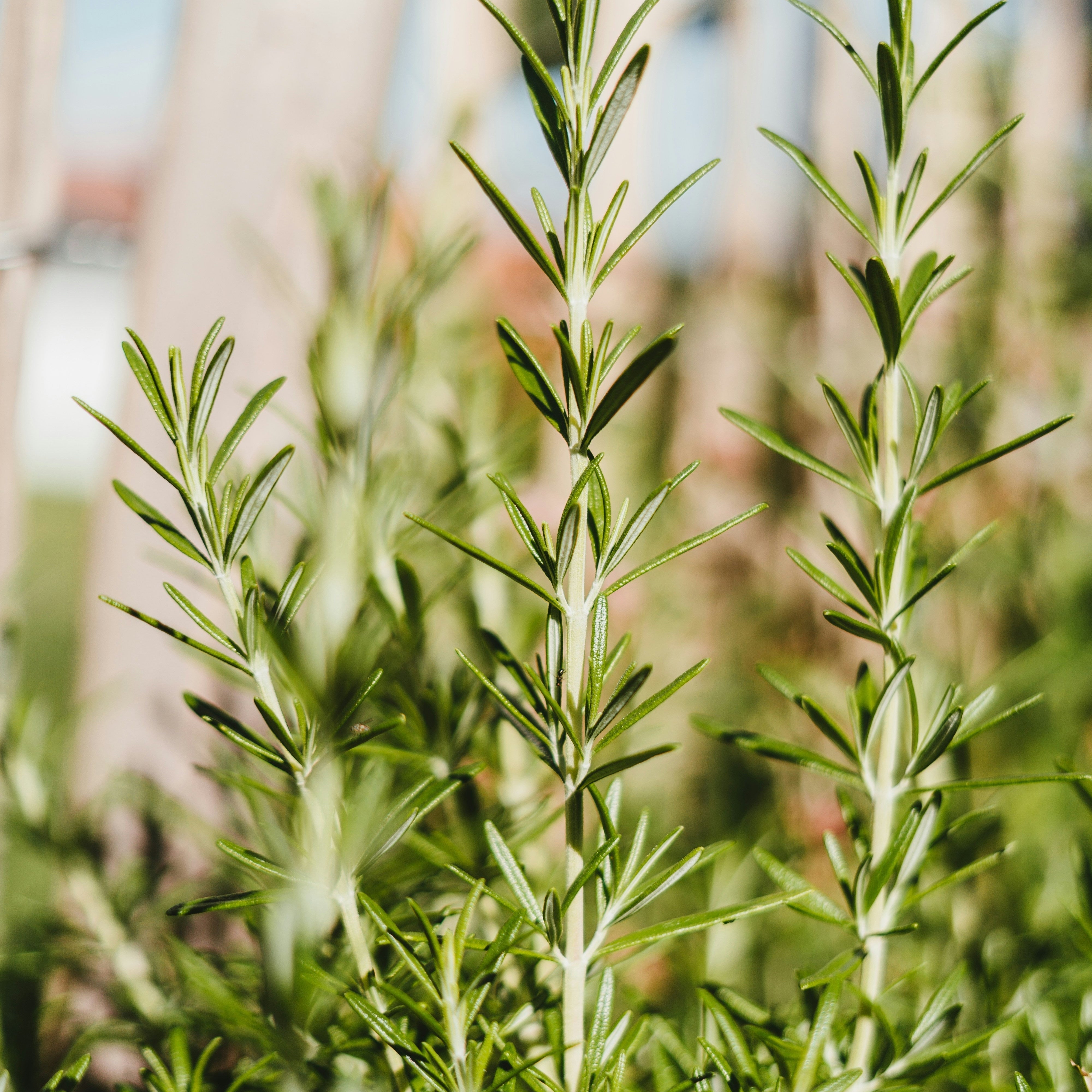 Tout savoir sur le miel de romarin : un nectar rare aux mille vertus