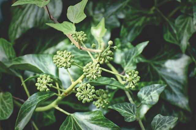 fleurs lierre des bois