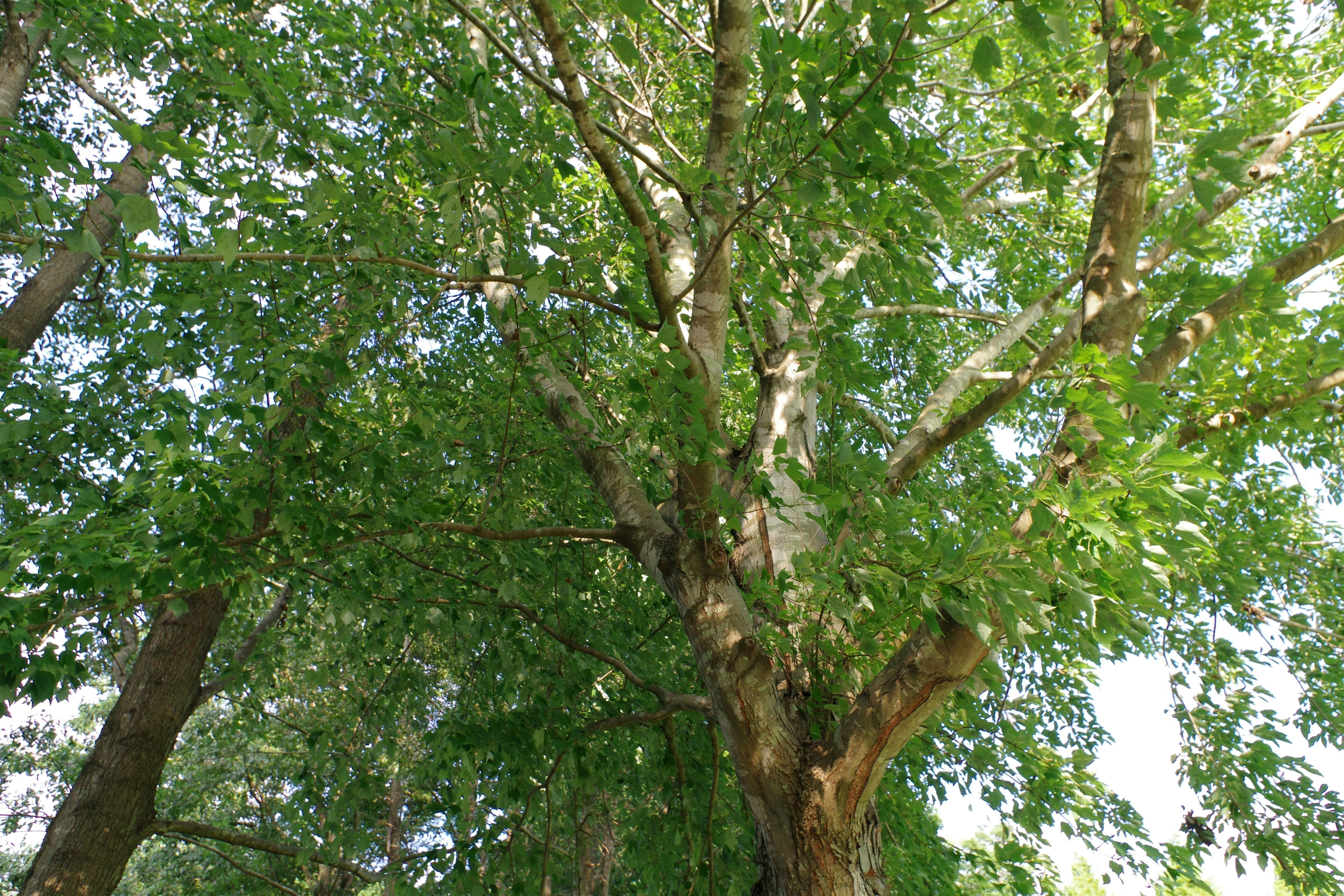 arbre tilleul