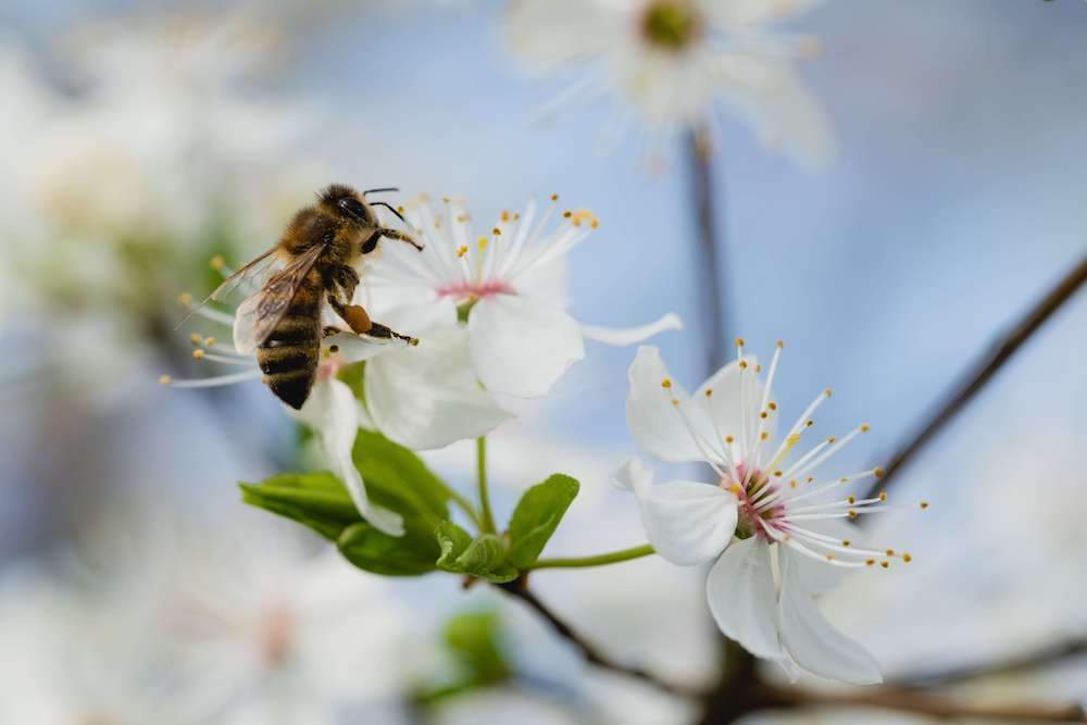 abeilles : mâle ou femelle ? 