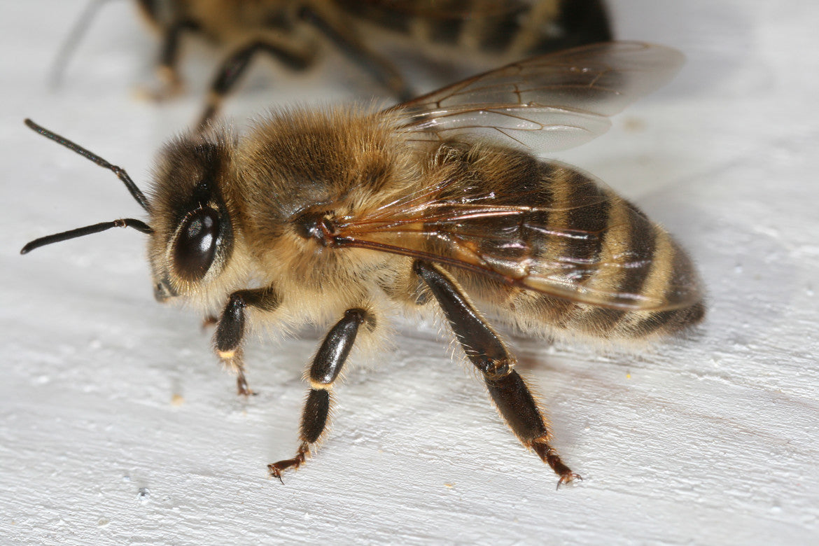 reine des abeilles