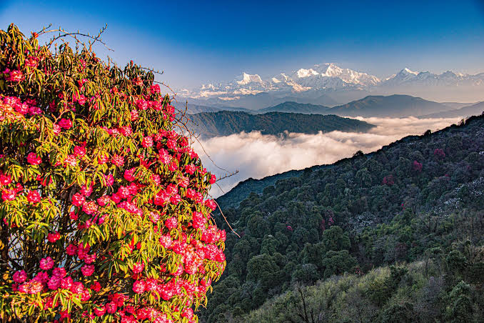 Le miel de rhododendron est-il toxique ? Démêler le vrai du faux