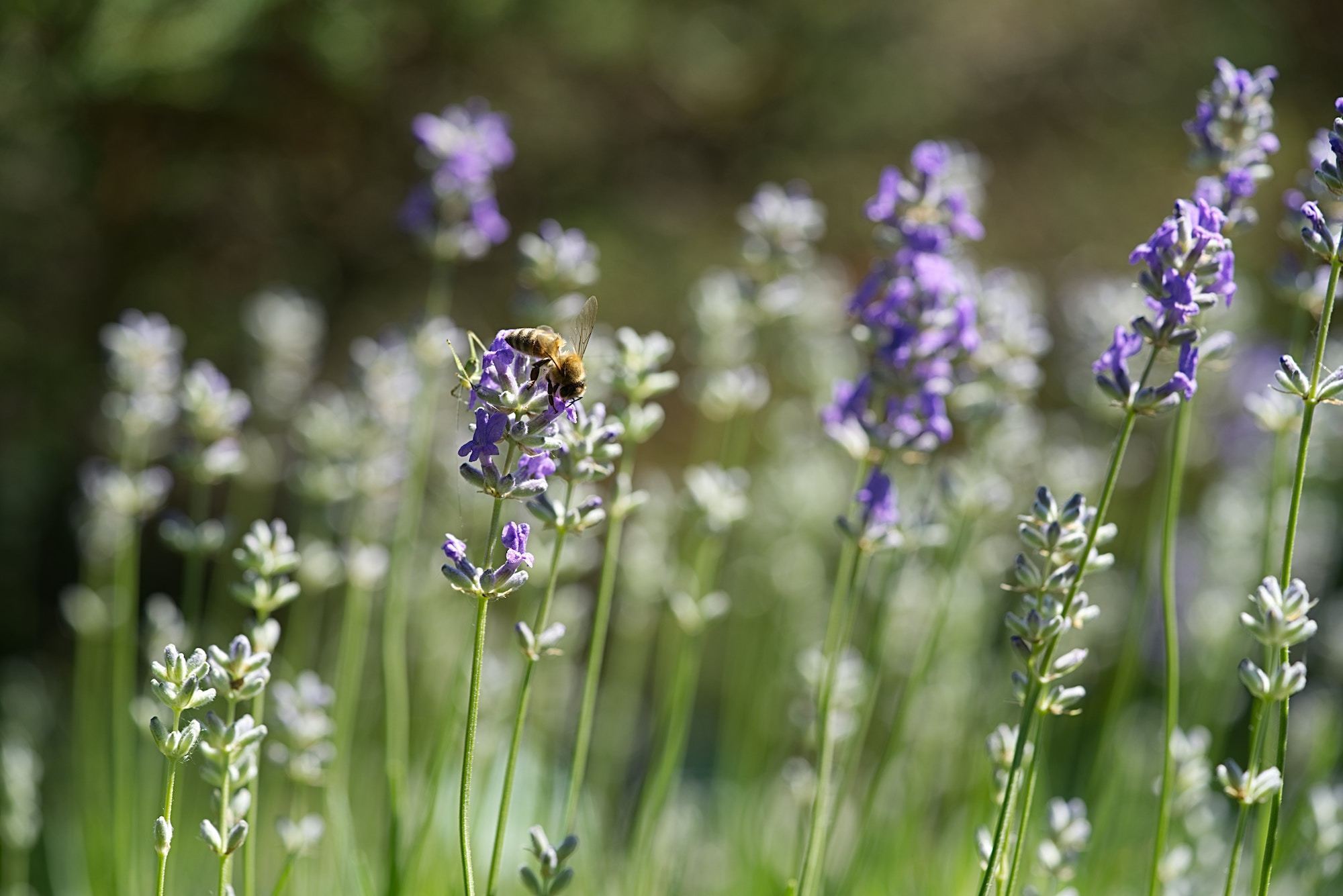 Quelles sont les différentes races d'abeilles ?